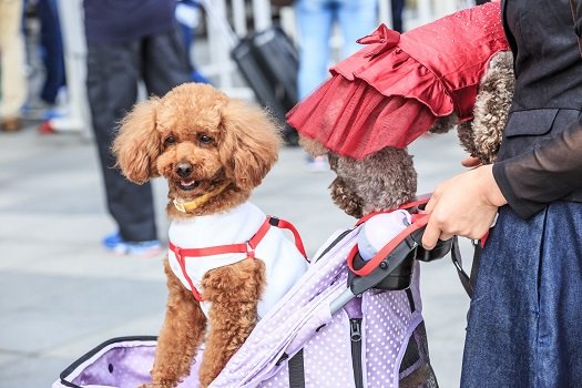 Poodlana presale rakes in over $1.35M in two days as meme coins see increased interest | Invezz